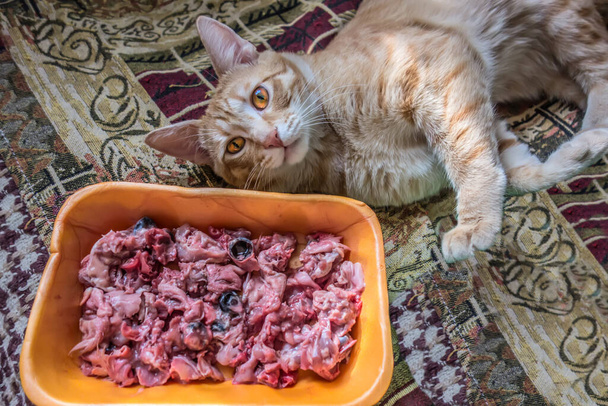 Karma dla kotów. Piękny czerwony kot przed misą ze zmiażdżonymi główkami kurczaka. Naturalna surowa żywność dla kotów. - Zdjęcie, obraz