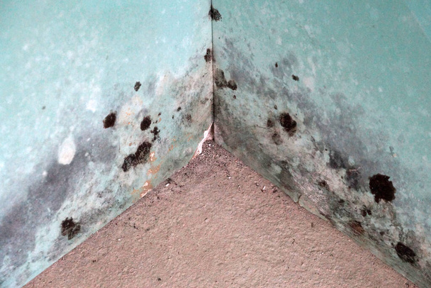 μαύρη μούχλα στη γωνία για γυψοσανίδες τοίχους close-up - Φωτογραφία, εικόνα