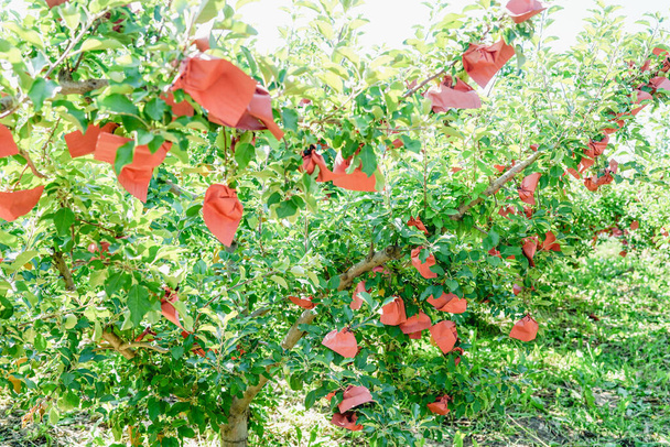 Tecnología de plantación de árboles frutales, la fruta está protegida por bolsas de papel y luz efectiva - Foto, Imagen