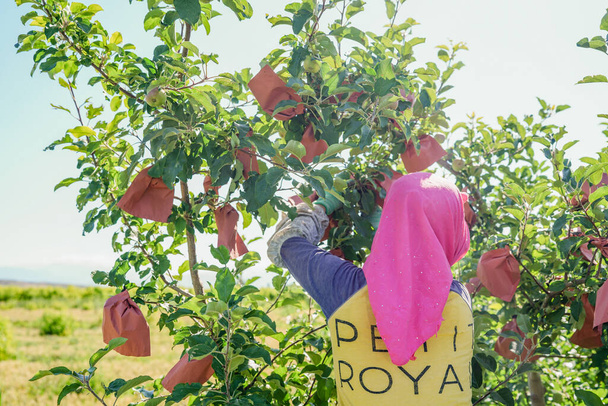 Pflanztechnologie für Obstbäume, die Früchte werden durch Papiertüten und effektives Licht geschützt - Foto, Bild