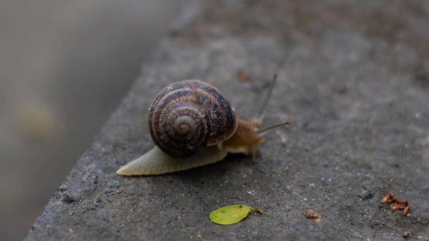 A large snail in a shell is crawling along a concrete road after rain - Photo, Image