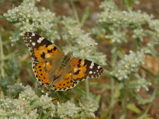 Μια βαμμένη κυρία, ή η πεταλούδα Vanessa cardui, σε ένα άγριο φυτό - Φωτογραφία, εικόνα