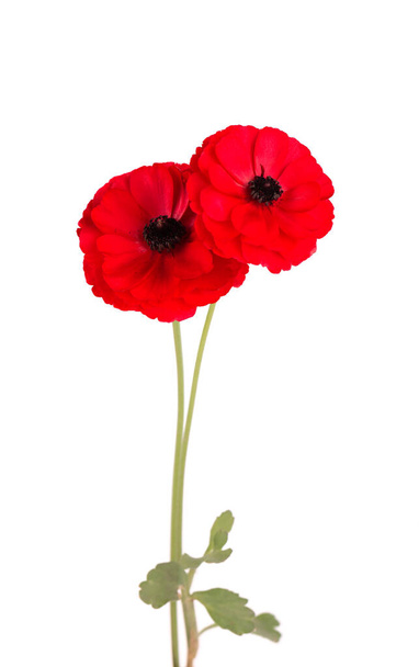 Red ranunculus asiaticus flower isolated on white background. Persian buttercup. Beautiful summer flowers. - Φωτογραφία, εικόνα