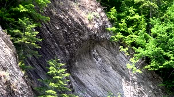 kivi metsässä, kivet, tausta, luonto, luonto Karpaattien, metsä, puu kalliolla - Materiaali, video