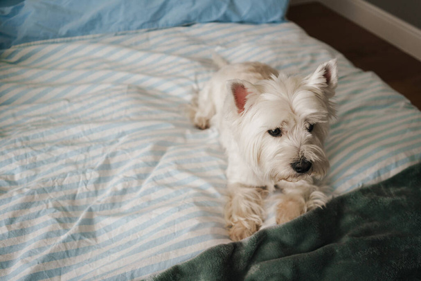 West highland white terrier lying on bed at home - Foto, afbeelding