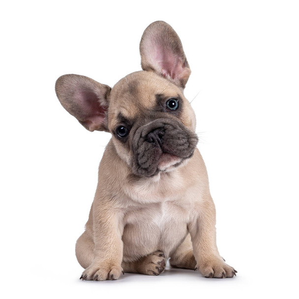 Entzückendes Rehkitz Französische Bulldogge Welpe, sitzt mit dem Gesicht nach vorne. Blickt neugierig in die Kamera mit blauen Augen und süßer Kopfneigung. Isoliert auf weißem Hintergrund. - Foto, Bild