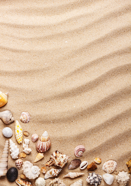 Muscheln auf Sand - Foto, Bild