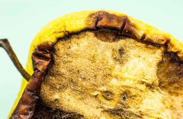 Rotten and Moldy apple fruit. Bad conditions of preservation. Close up, Spoiled  food. Fungus illness. - Photo, Image