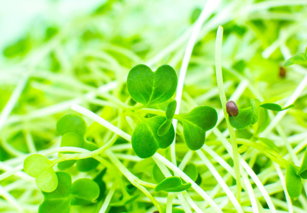 Germinating Microgreen close up, broccoli sprouts. Natural eco food with vitamins. Home gardening. Healthcare, vegetarian lifestyle. Growing greenery indoors. - Photo, Image