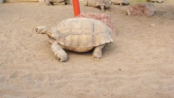 Gran tortuga vieja, Tortuga en movimiento. Animales antiguos en el parque, la naturaleza o el zoológico - Imágenes, Vídeo