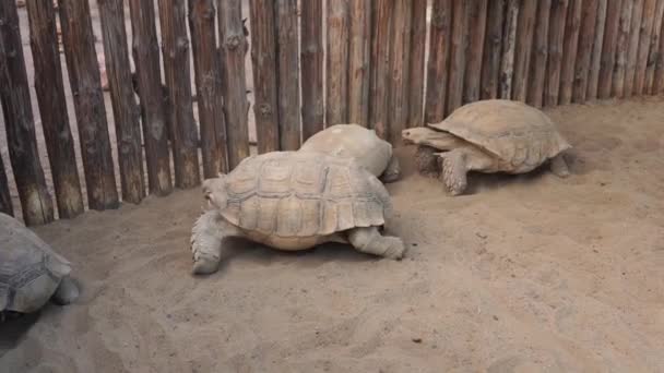Gran tortuga vieja, Tortuga en movimiento. Animales antiguos en el parque, la naturaleza o el zoológico - Metraje, vídeo