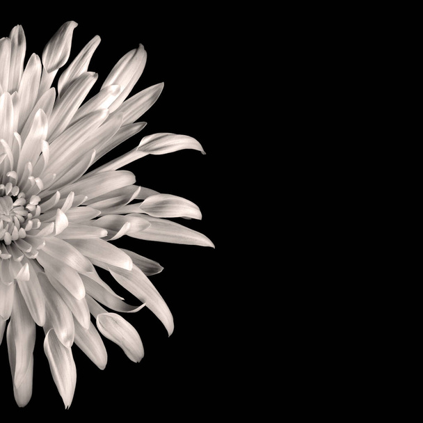 Prachtige zwart-witte chrysant geïsoleerd op zwarte achtergrond. Sluit de bloem. Romantisch behang    - Foto, afbeelding