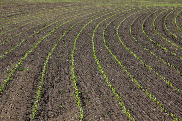 поле с кукурузой весной. Парпосты растений начали расти по прямой линии. Область деятельности сельскохозяйственного предприятия - Фото, изображение
