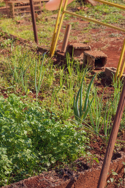 Jardin fait maison petite et pauvre plantation rurale avec persil, ciboulette et autres condiments. - Photo, image
