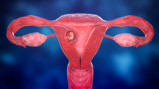 Human embryo in the uterus, scientifically accurate 3D illustration. 8 week embryo - Φωτογραφία, εικόνα