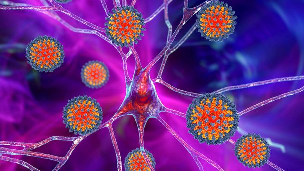 Coronaviruses and neurons, conceptual 3D illustration. Smell and taste disorders. Neurologic and neuropsychiatric complications of COVID-19. COVID-19 associated neurologic complications. - Foto, Imagen