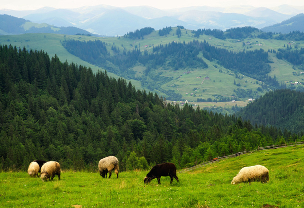 sheeps op boerderij veld - Foto, afbeelding