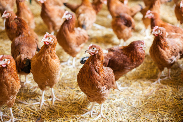 αγρόκτημα κοτόπουλου, αγροτική - Φωτογραφία, εικόνα