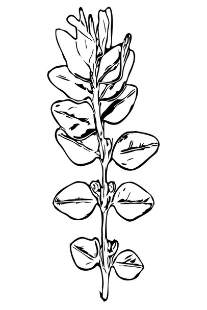 Botanical illustration. Line art. For use as icons or in other graphics and illustrations. - Foto, afbeelding