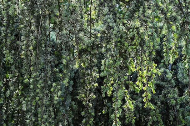 Naturalne tło - ściana egzotycznych gałęzi sosny z bliska - Zdjęcie, obraz