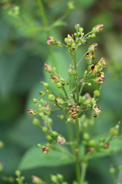 hoverfly vierailevat figwort kasvi nektaria - Valokuva, kuva