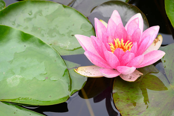 schön blühender Lotus, der am Sommertag im Teich wächst  - Foto, Bild