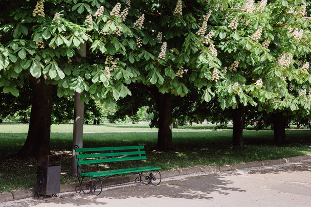 City Park. Panchina verde sullo sfondo del vicolo di castagno. Castagne in fiore in primavera. - Foto, immagini