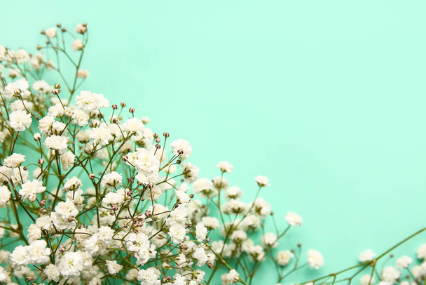 Красивые цветы гипсофилы на цветном фоне - Фото, изображение