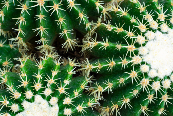 Grandipachus cactus vue rapprochée d'en haut. Légumes de fond. - Photo, image