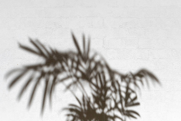 le flou abstrait sur fond flou avec une ombre dure sur le mur - Photo, image