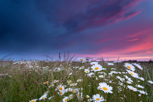 krásný západ slunce nad květy heřmánku - Fotografie, Obrázek