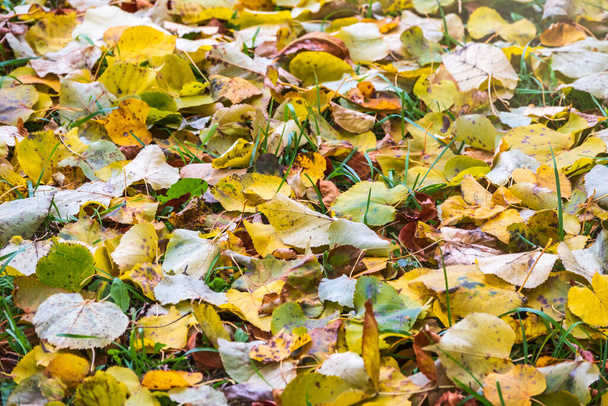 fallen yellow and orange autumn leaves on green grass on the ground. Autumn horizontal background with dried leaves in the sunlight. - Photo, image