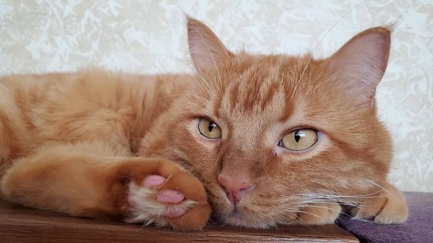 Piros tabby macska -val gyömbér szem és aranyos mancs -val rózsaszín párna és hosszú szőrme - Fotó, kép
