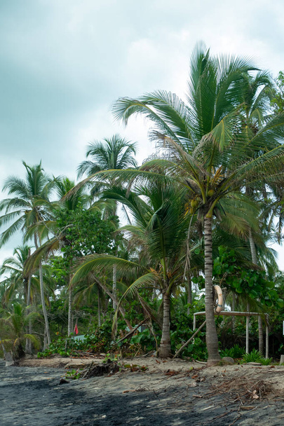 Palm Trees full of Green and Yellow Coconuts in Palomino's Beach in La Guajira, Colombia - Foto, Imagem