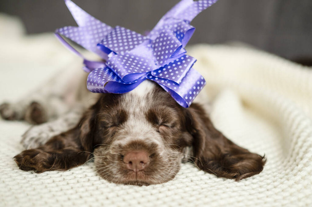 Русский спаниель шоколад Мерле голубые глаза щенок лежа и спать на диване - Фото, изображение
