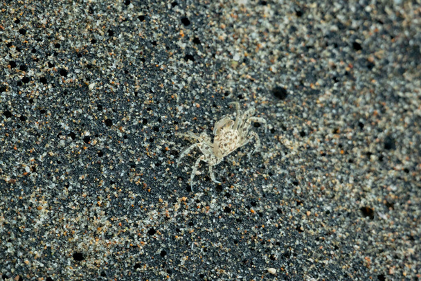 Білий краб, що ходить у чорному піску на пляжі Паломіно в Ла Гуахіра, Коломбія. - Фото, зображення