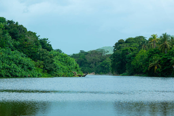 Річка Сан - Сальвадор, оточена вегетацією, з "єднується з морем у Паломіно, Ла - Гуахіра, Колумбія. - Фото, зображення