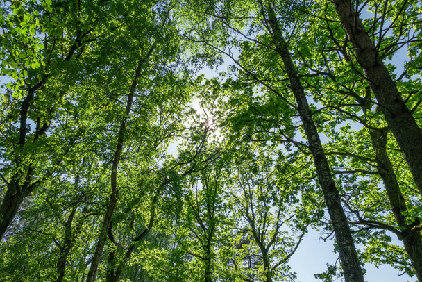 A low angle shot of fresh green trees in the forest - Foto, Imagen