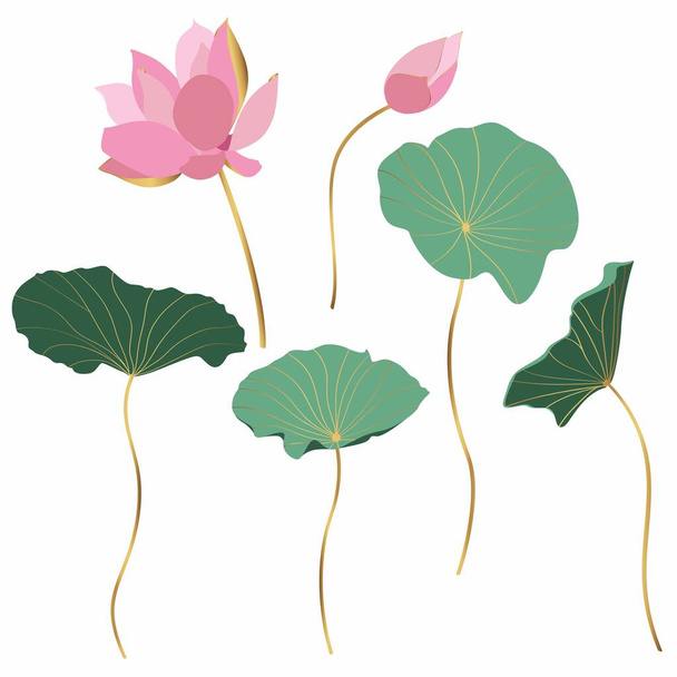 Conjunto de flores y hojas de loto dibujadas a mano. Bosquejo de la colección botánica floral en estilo gráfico dorado Bloomed, brotes y hojas.  - Vector, Imagen