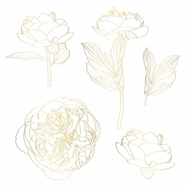 Peonies golden outline set on white background. Spring summer flowers design elements. Leaves, flowers and branches. - Vector, Image