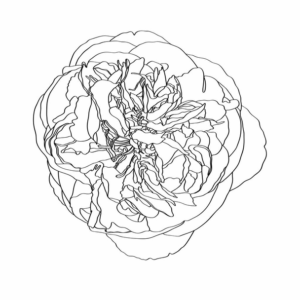 スケッチ花植物牡丹の花の図面。白を基調としたラインアートの白黒.  - ベクター画像