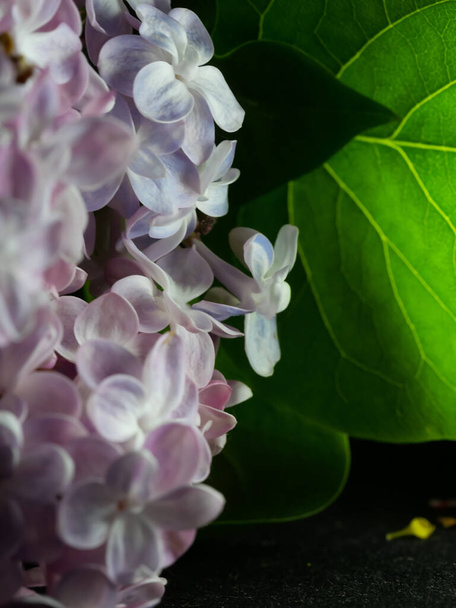 A vertical closeup shot of blooming lilac flowers - Фото, зображення