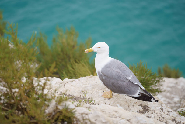 A closeup shot of a seagull on a rock - 写真・画像