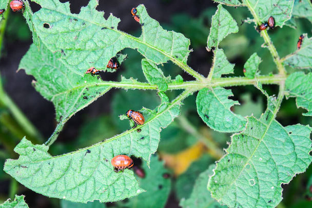 Личинки жука з Колорадо на зеленому листі картоплі. - Фото, зображення