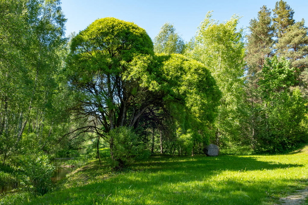 A beautiful view of fresh green trees in the forest under a blue sky - Foto, Bild
