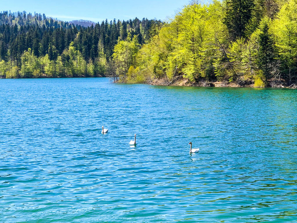 A beautiful shot of swans on the lake - Valokuva, kuva