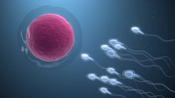 De vereniging van sperma en een eicel, 3d rendering. - Video