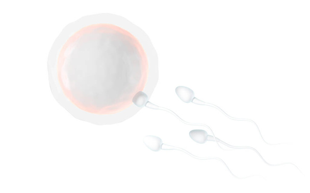 La unión de espermatozoides y un óvulo, renderizado en 3D. Dibujo digital informático. - Foto, Imagen