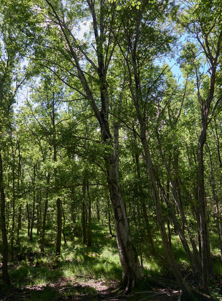 A lush forest of tall poplars in full spring season - Zdjęcie, obraz