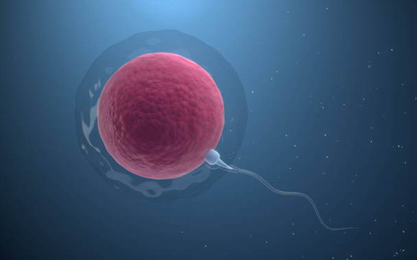 La unión de espermatozoides y un óvulo, renderizado en 3D. Dibujo digital informático. - Foto, Imagen